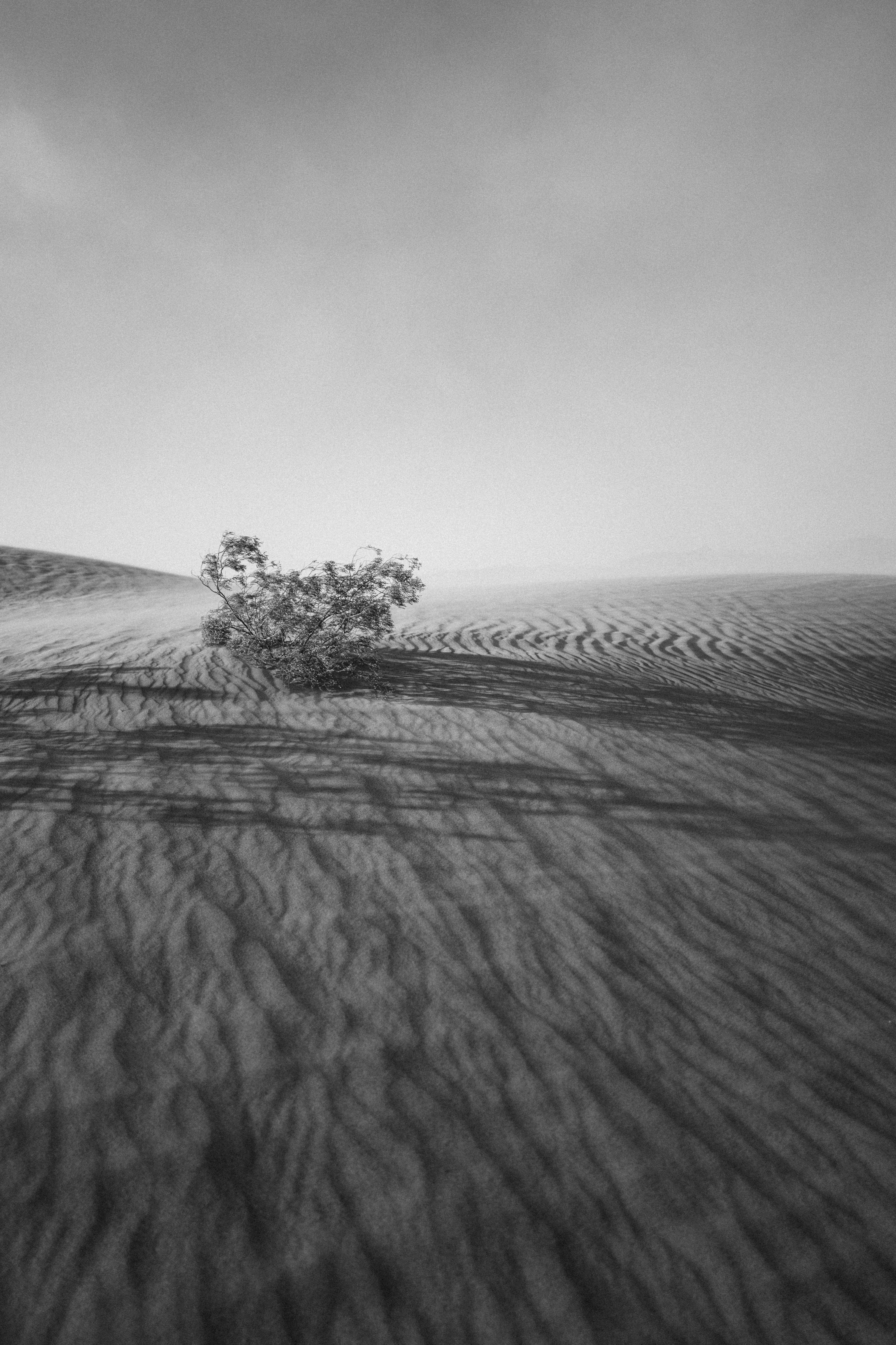Leica Q (Typ 116) sample photo. Grayscale photography of tree photography