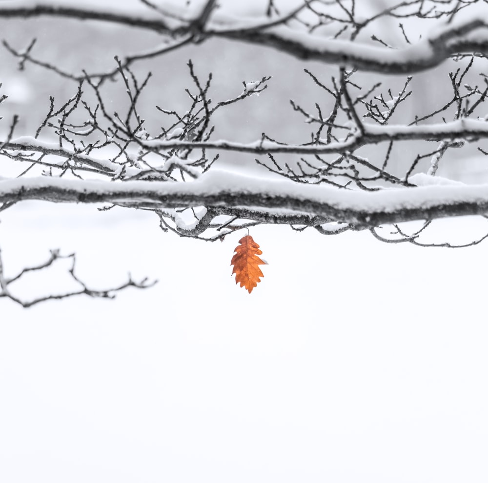 hoja marrón en ramita cubierta de nieve