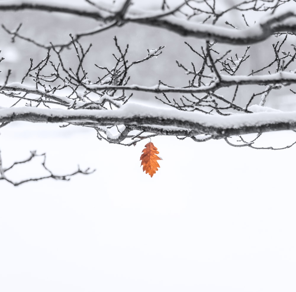 雪に覆われた小枝の上の茶色の葉