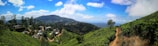 A panoramic view of lush green coffee plantations nestled in the hills.