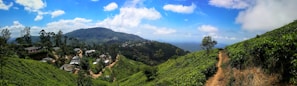 A panoramic view of lush green coffee plantations nestled in the hills.
