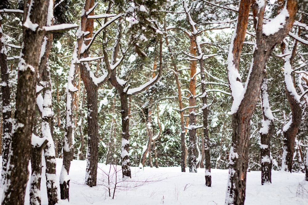 brown trees covered with snow during daytime