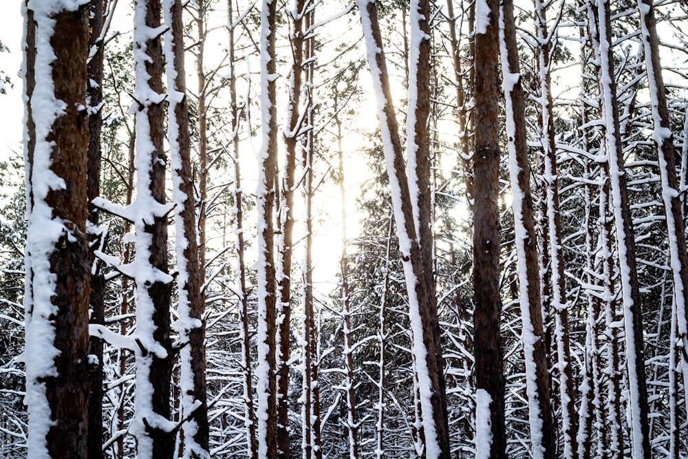 snow covered trees during daytime