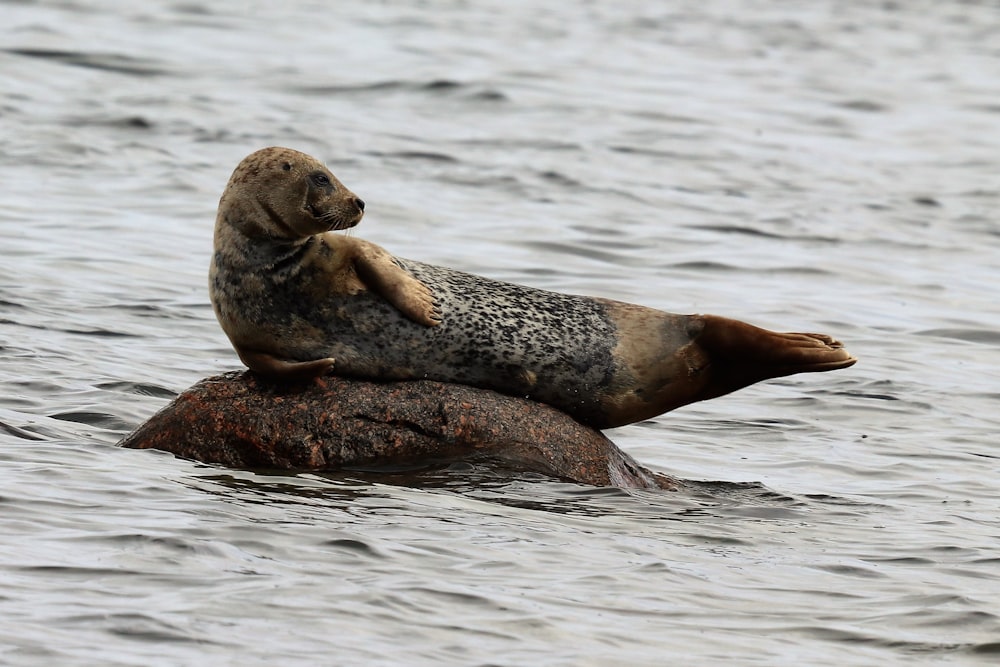 Lontra marrom tomando sol na rocha no meio do rio