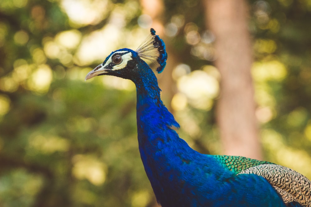 blue peacock bird