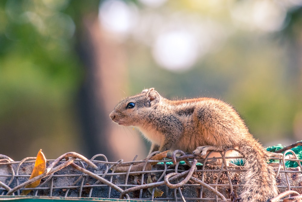 brown squirrel on fence