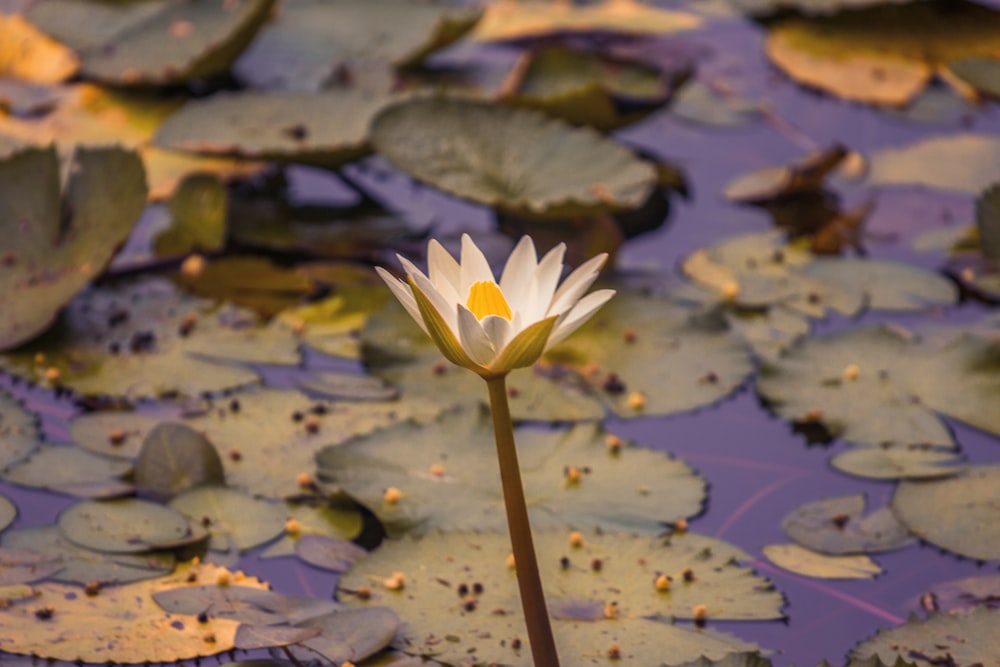 selective focus photography of semi-bloomed lotus flower