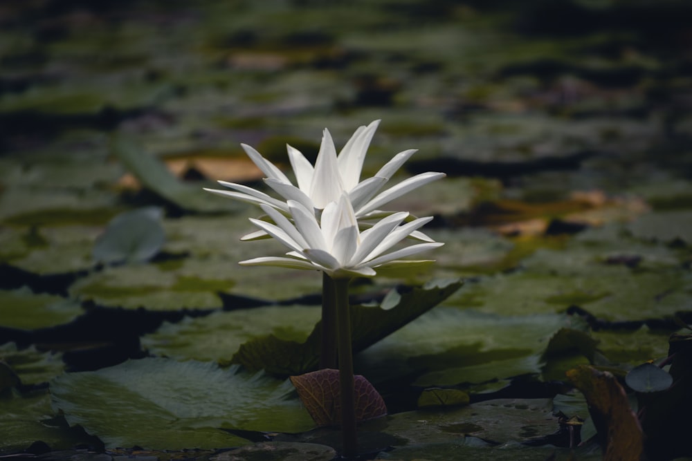 white waterlily flower