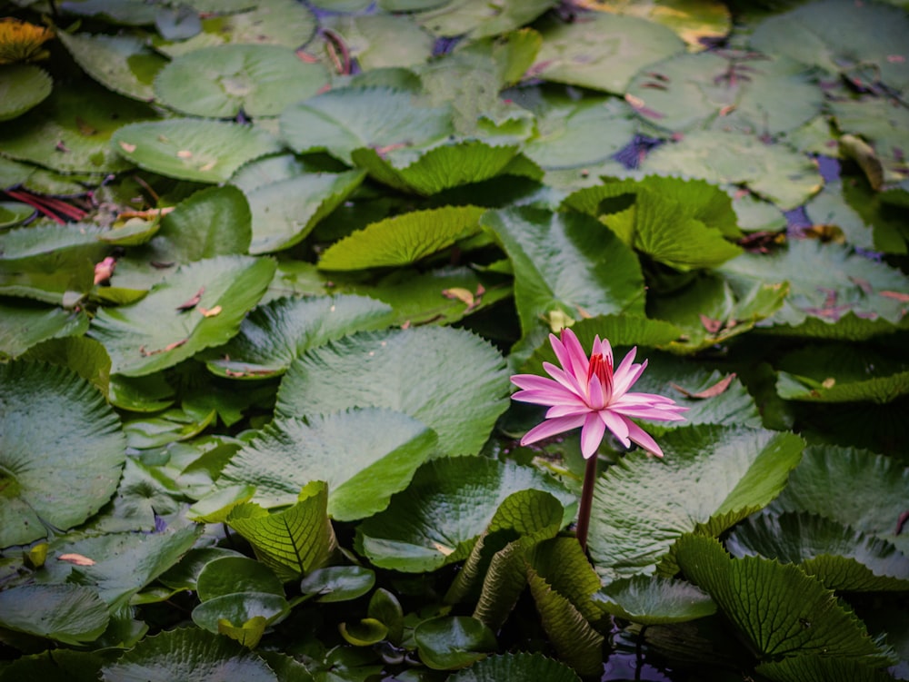 flor de lótus rosa floresceu durante o dia