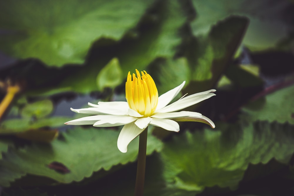 selective focus photography of white and yellow-petaled flower