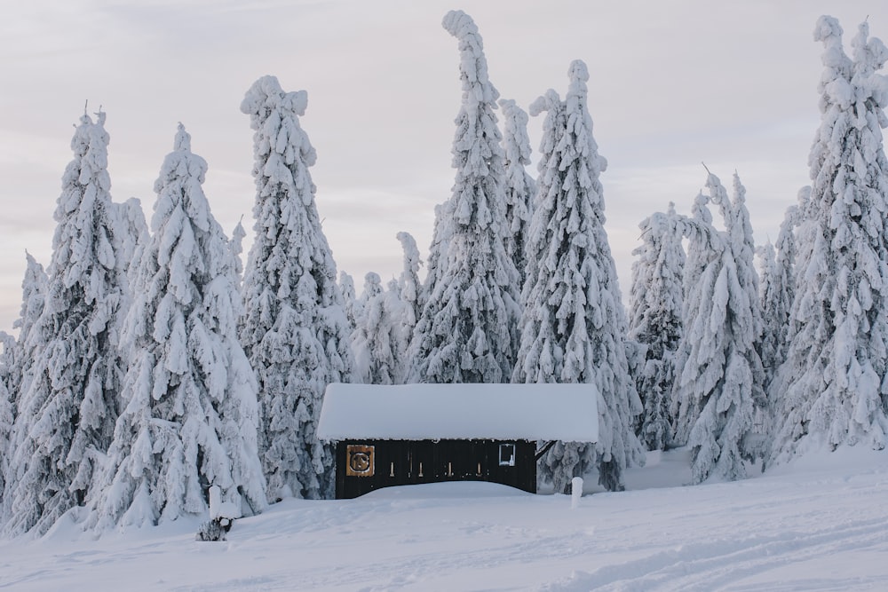 snow-covered house and trees