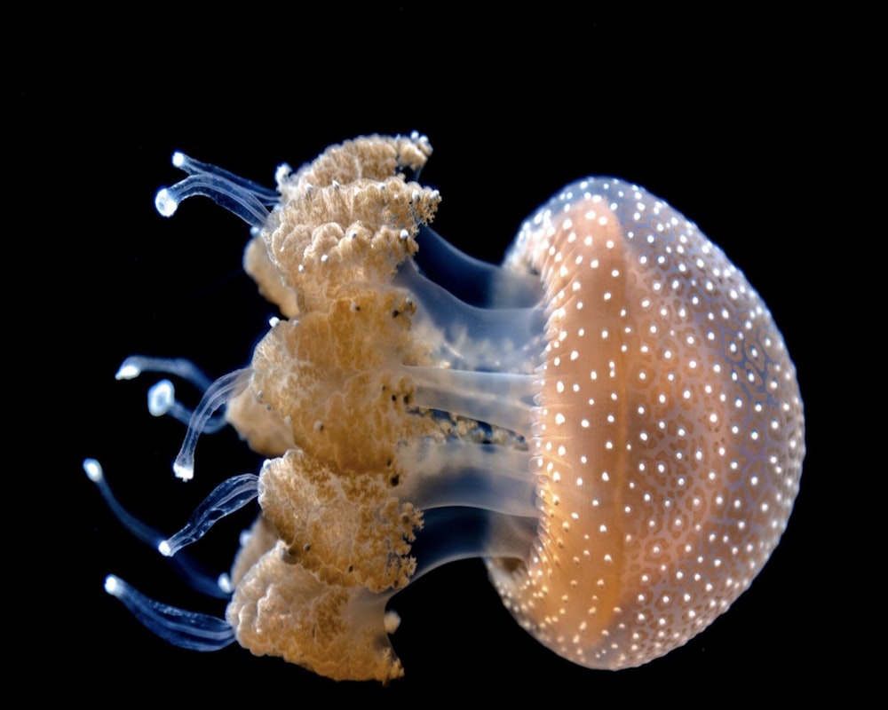 brown jellyfish