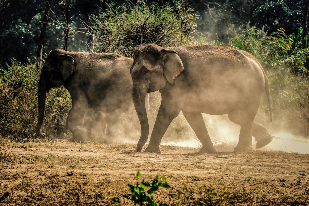 two gray elephants