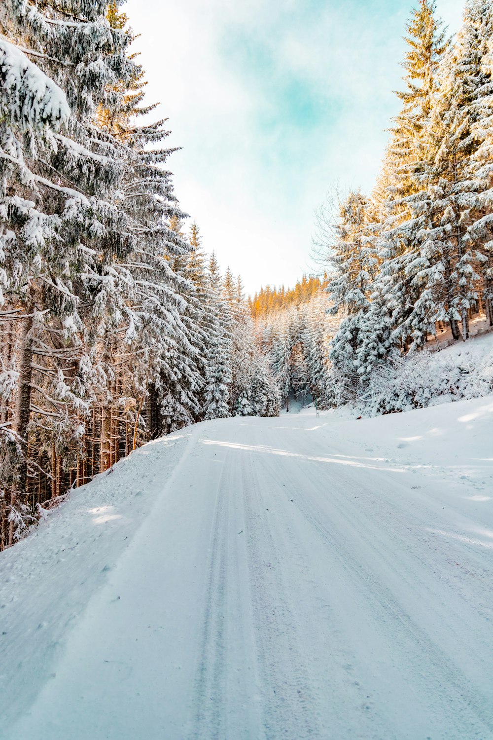 des pins couverts de neige