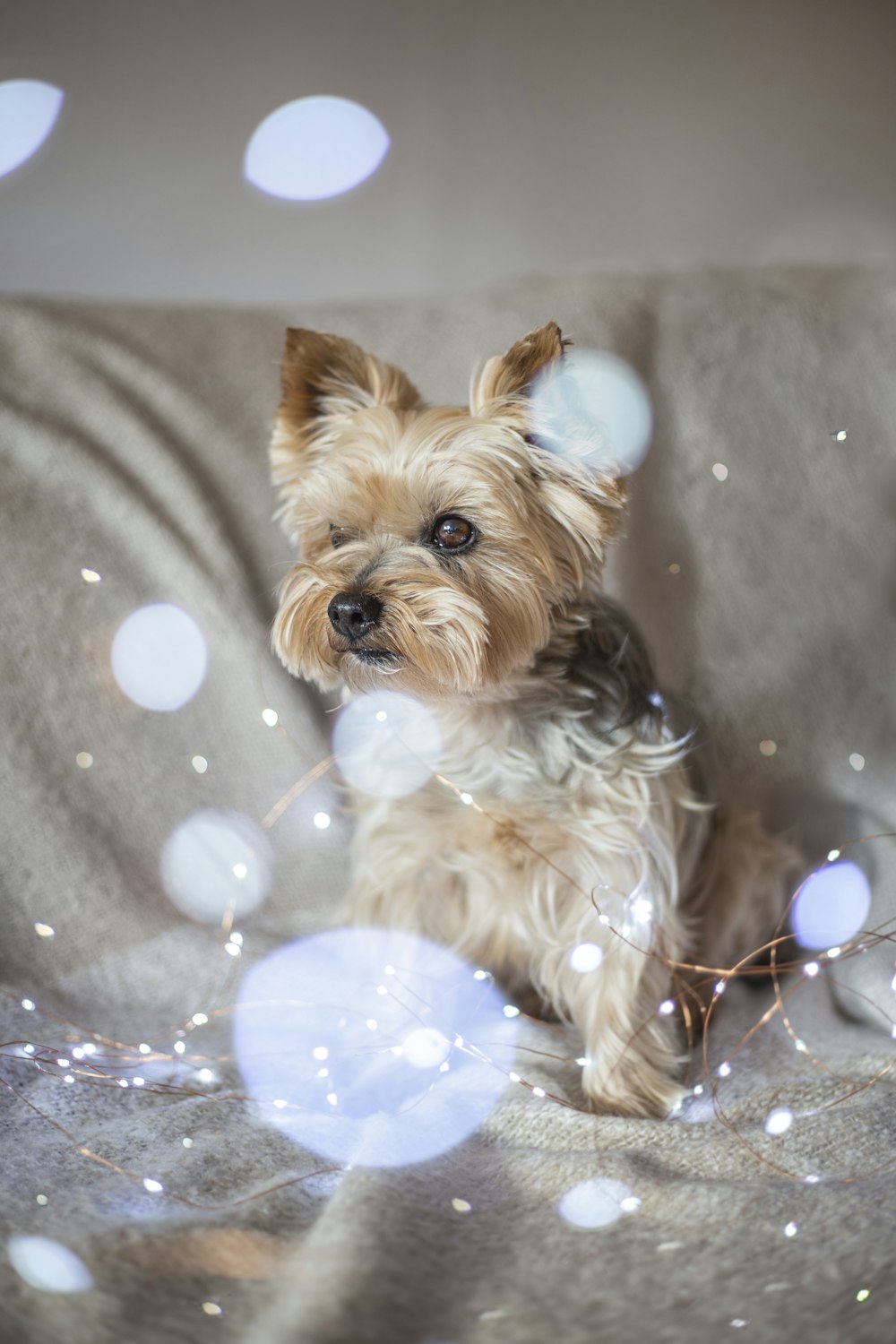 adult black and tan Australian terrier