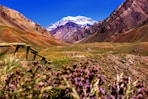 purple-petaled flowers near mountain during daytime