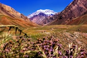 purple-petaled flowers near mountain during daytime