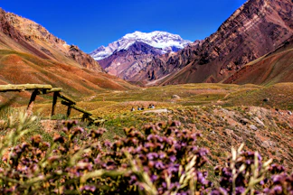 purple-petaled flowers near mountain during daytime