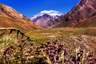purple-petaled flowers near mountain during daytime