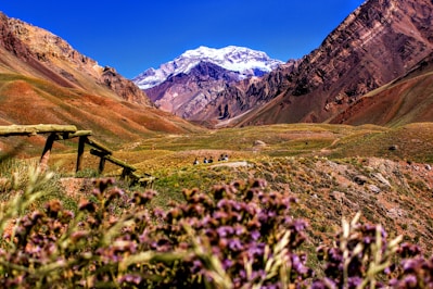 purple-petaled flowers near mountain during daytime