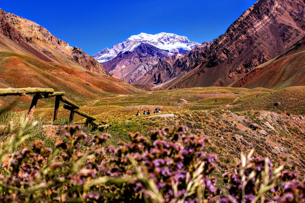 fiori dai petali viola vicino alla montagna durante il giorno