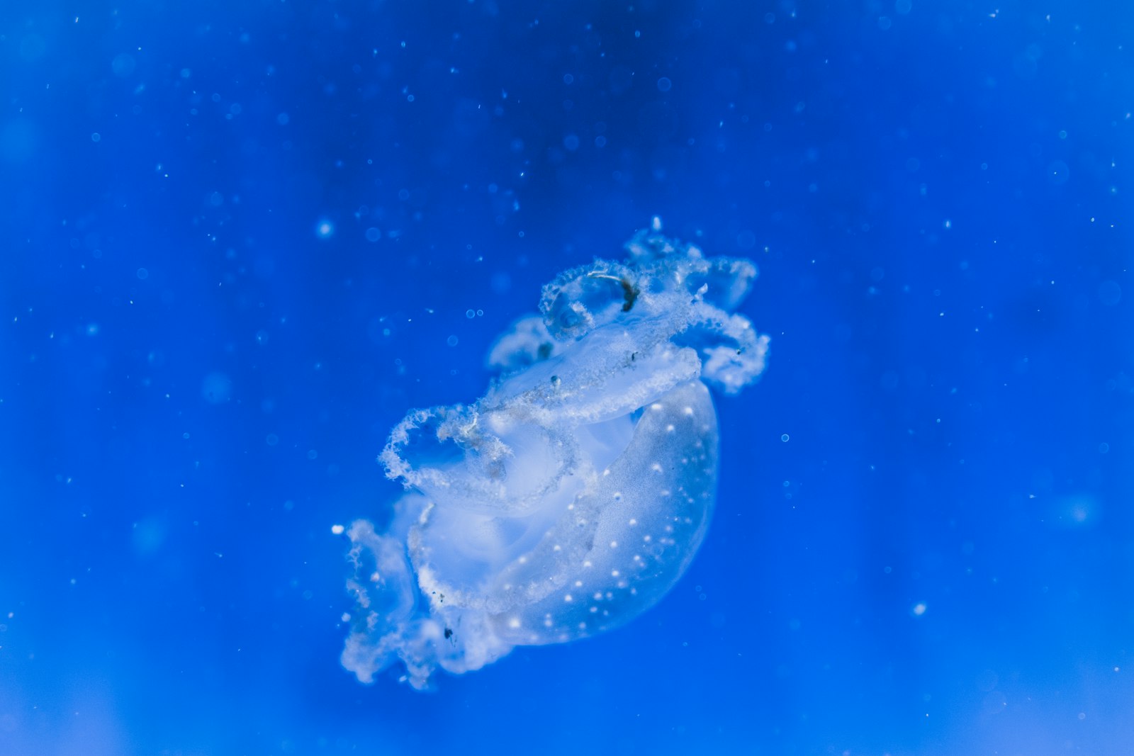 Nikon AF-S DX Nikkor 18-55mm F3.5-5.6G II sample photo. White jellyfish photography