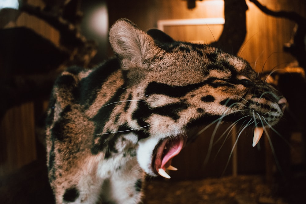 leopard taxidermy