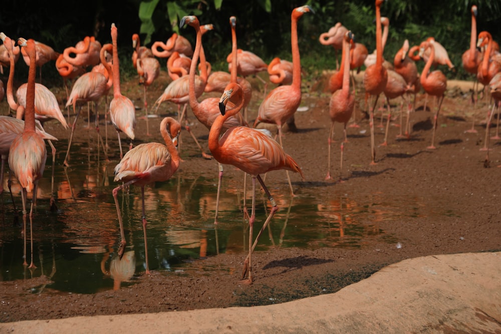 pink flamingos on brown land