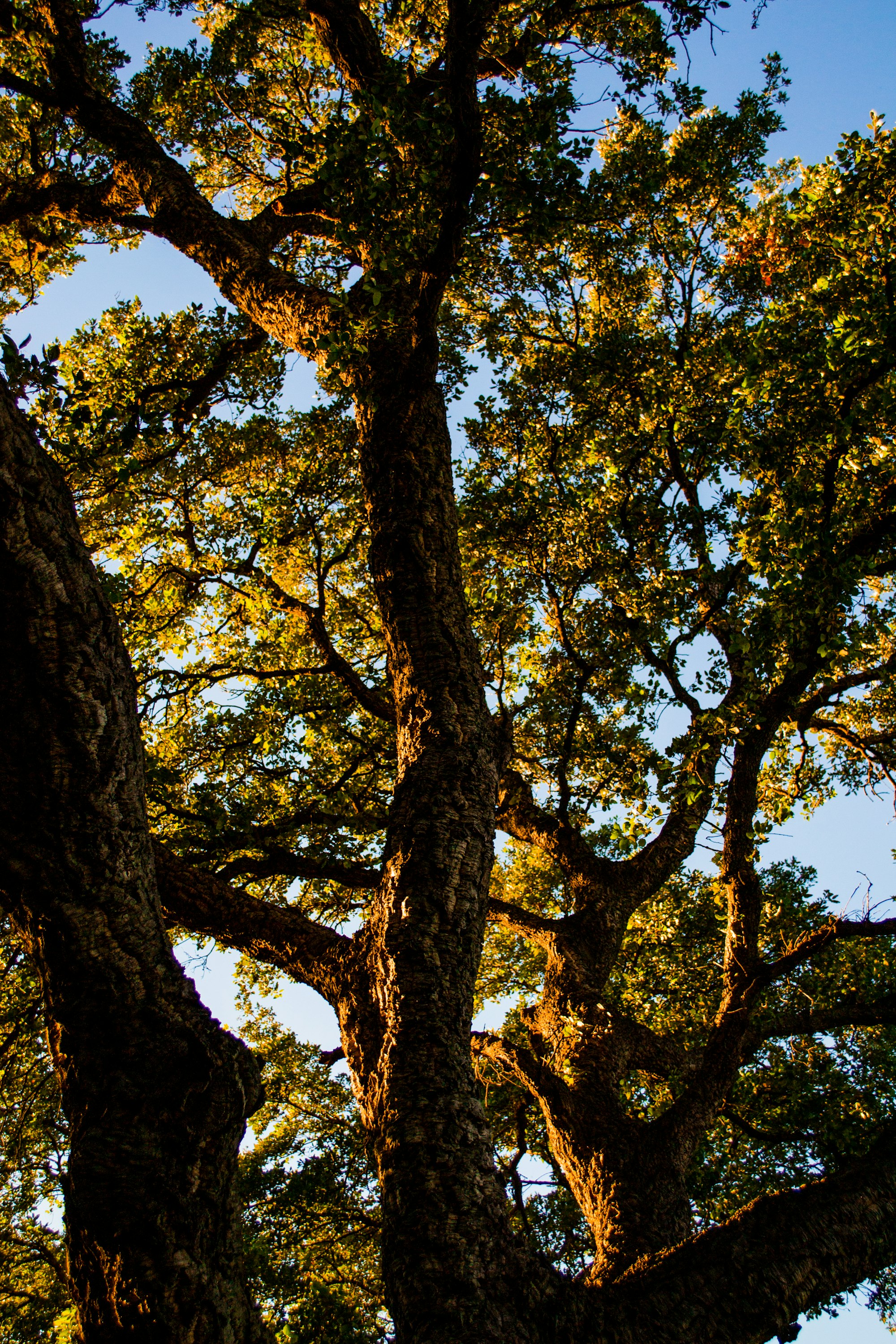 Der Baum Der Träume