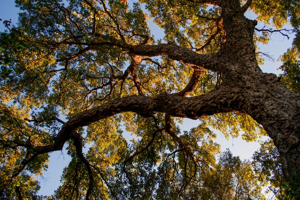 low angle photography of tree during daytime