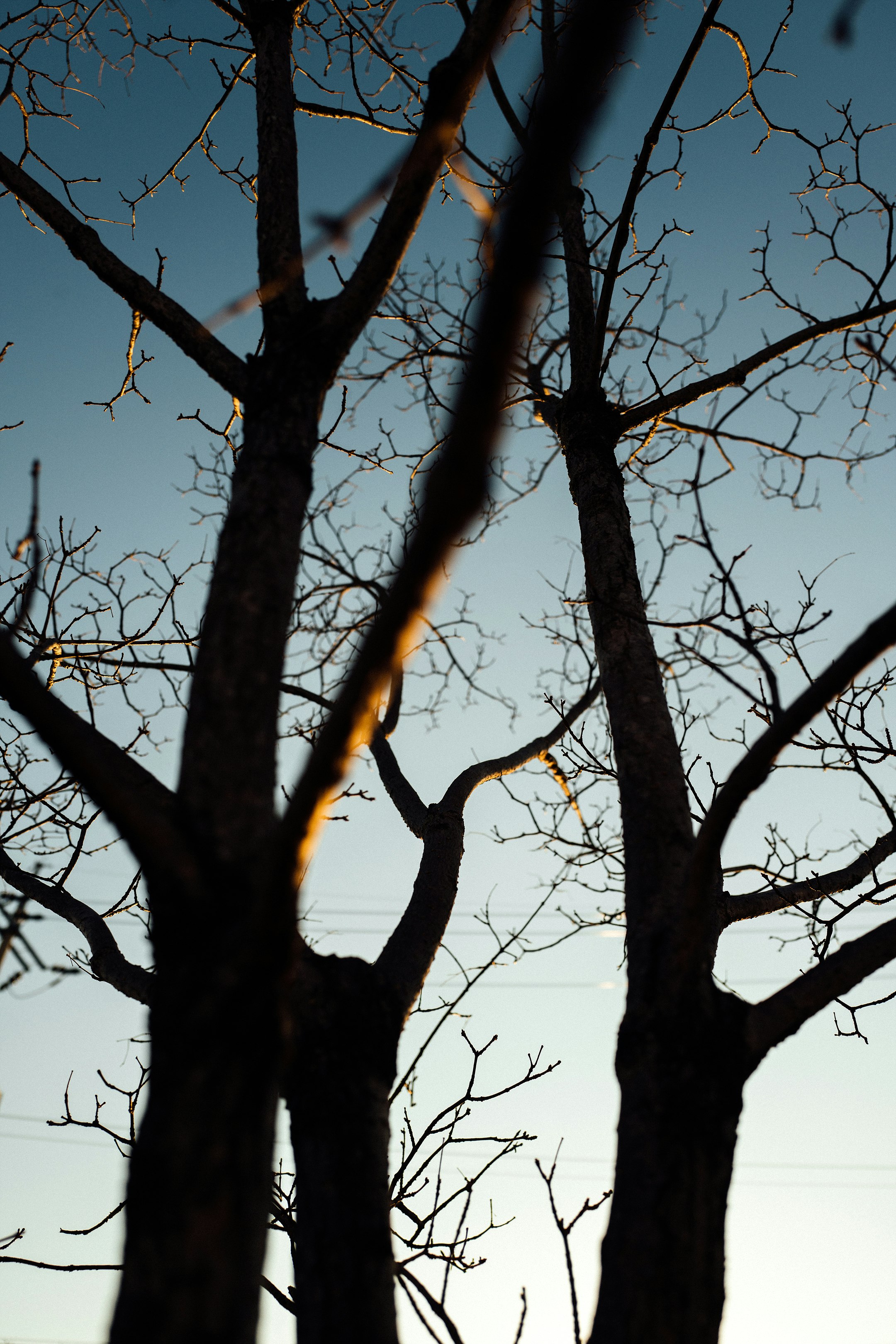 silhouette of tree during daytime