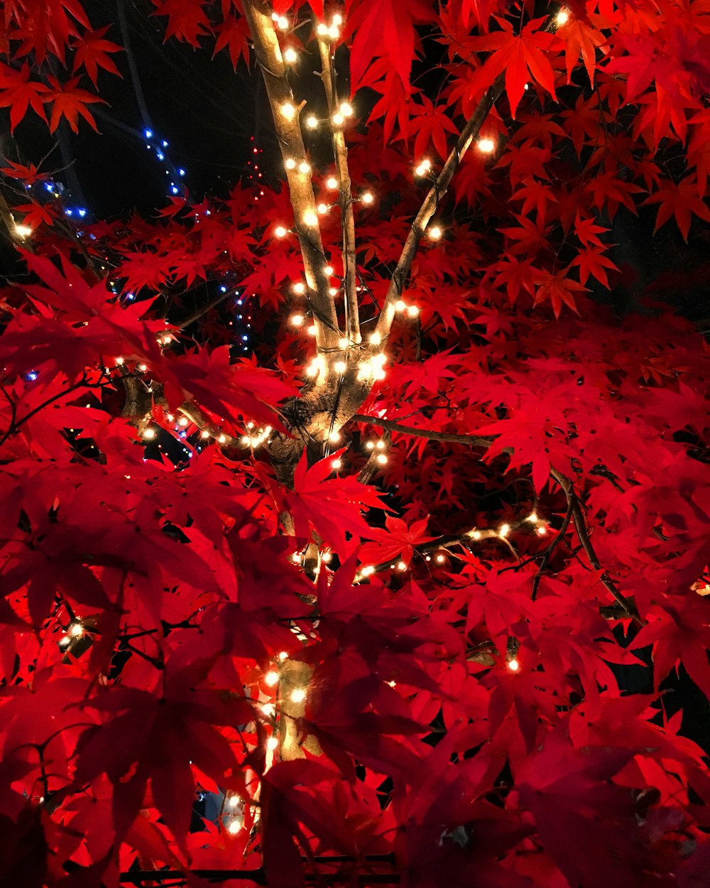 turned-on string lights on red pointsettia plant
