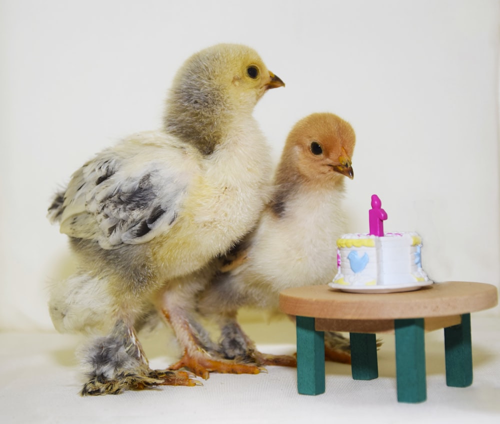 two chicks beside table miniature