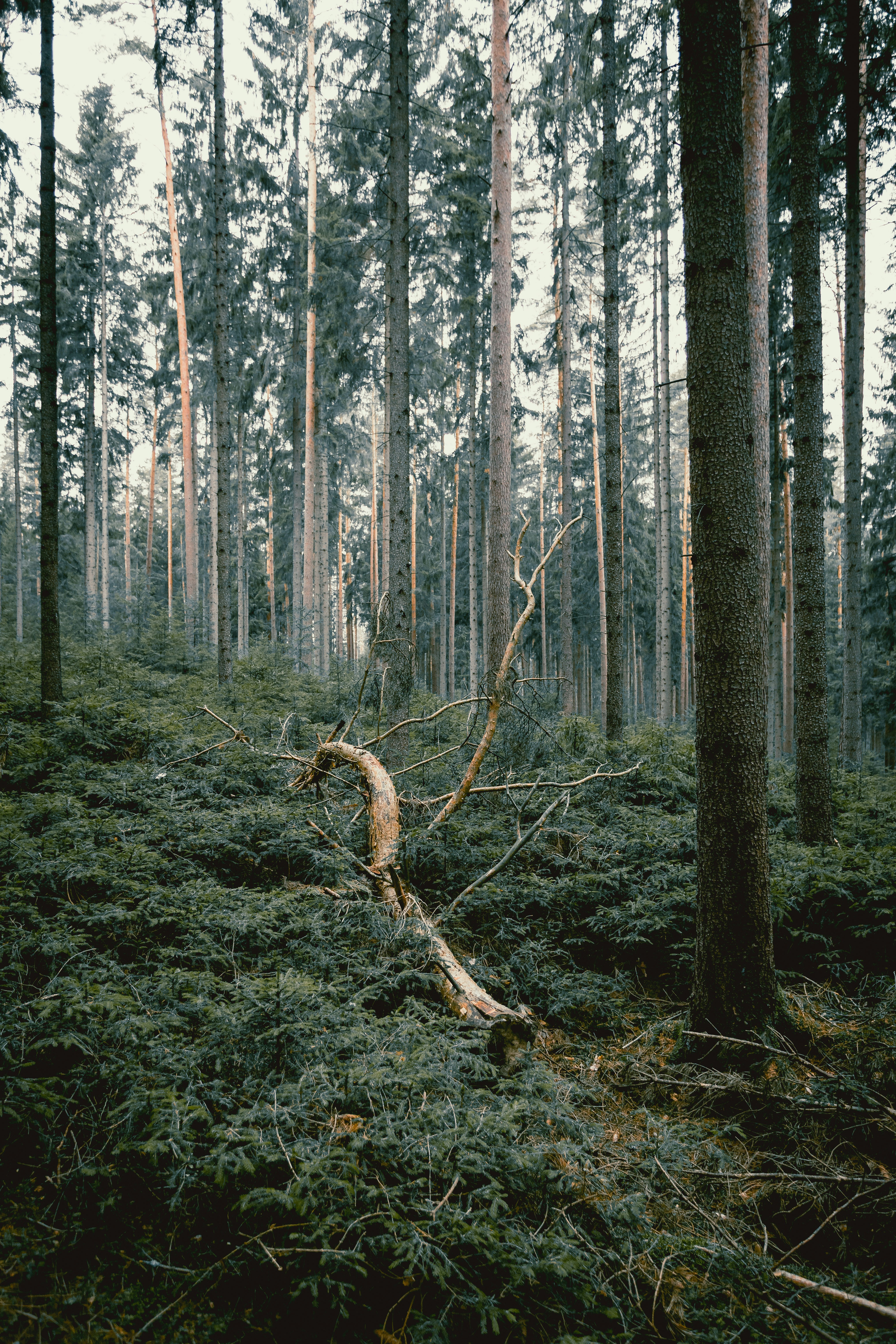 Photo by niklas_hamann