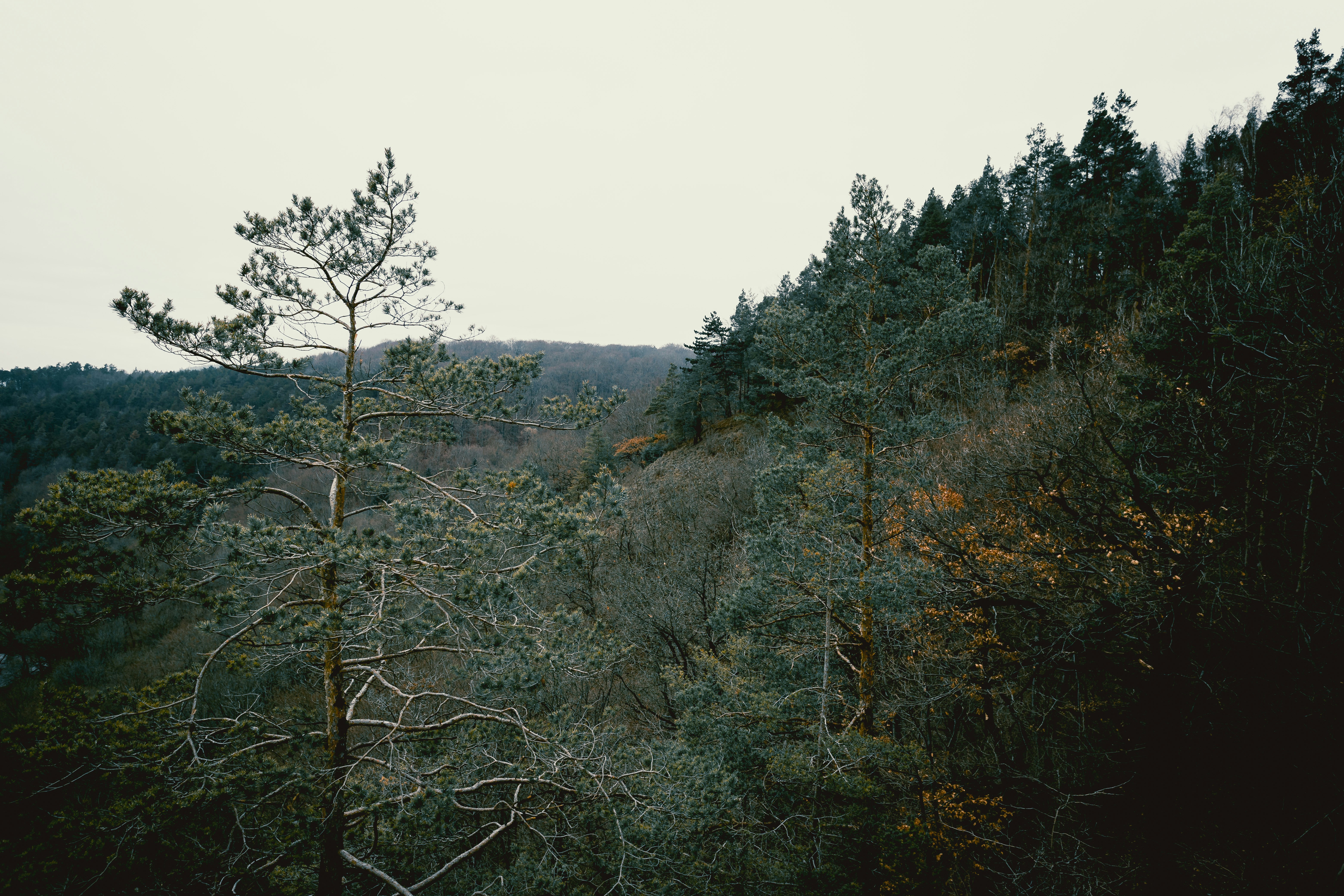 Photo by niklas_hamann