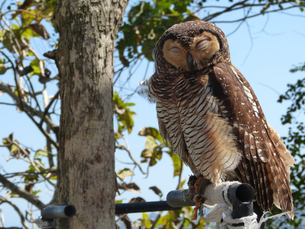 brown owl on tree trunk