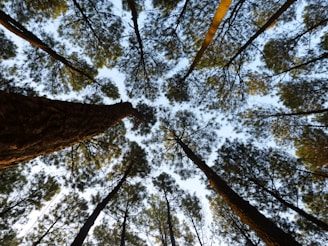 worm-eye photography of tall trees under clear blue sky