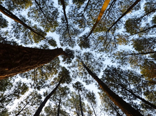 worm-eye photography of tall trees under clear blue sky