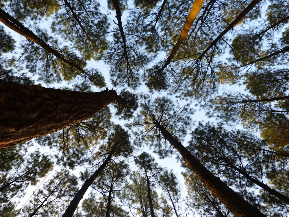 worm-eye photography of tall trees under clear blue sky