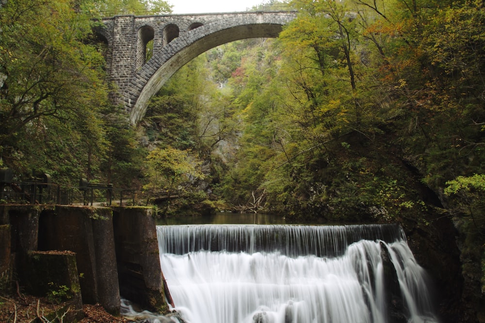 waterfalls surrounded with trees