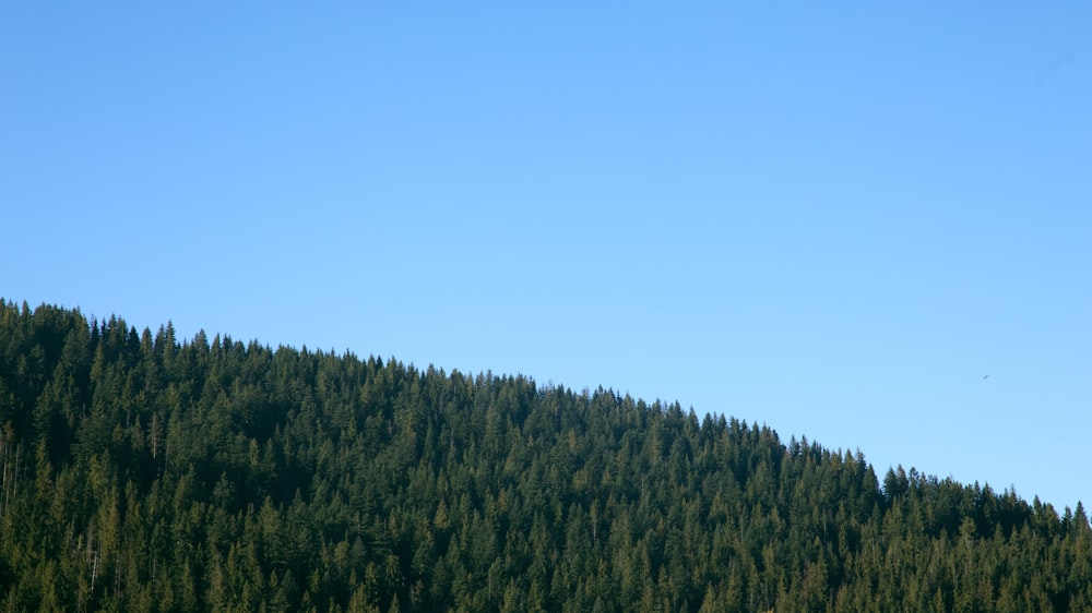 trees and sky