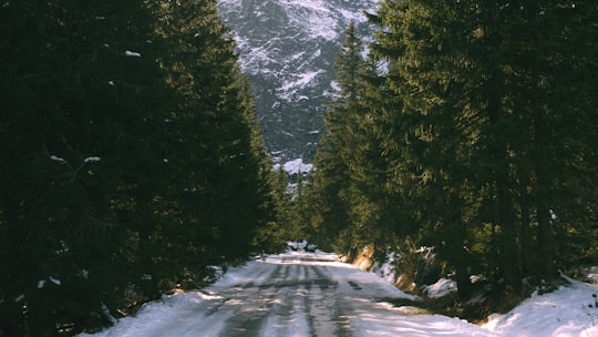 pathway between trees in Zakopane Poland