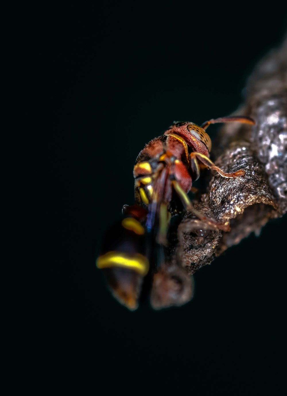 red and yellow wasp