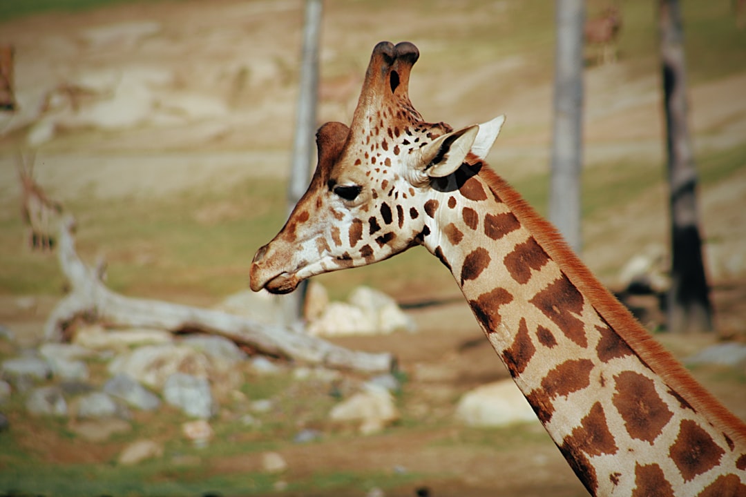 giraffe in close-up photography