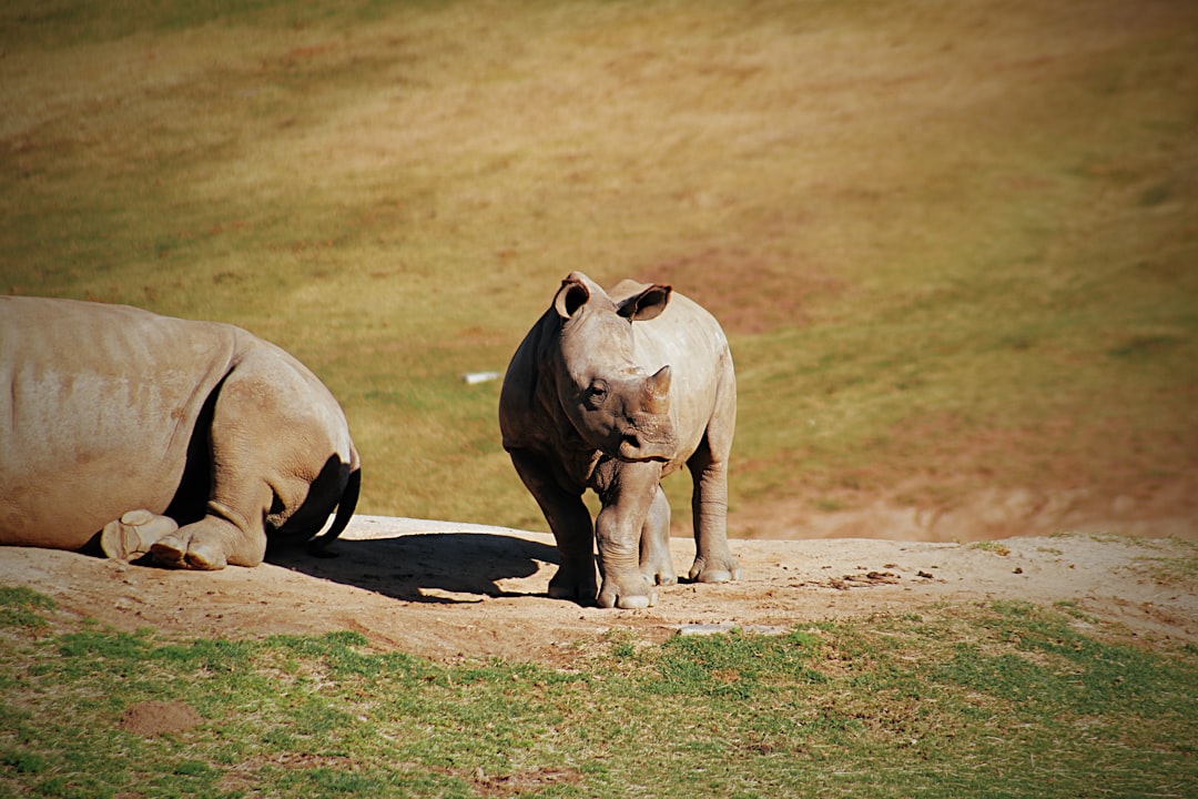 2 rhinoceros sun bathing