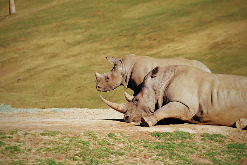 Kulit Buku Ihsan memberi makanan kepada anjing jalanan yang kelaparan
