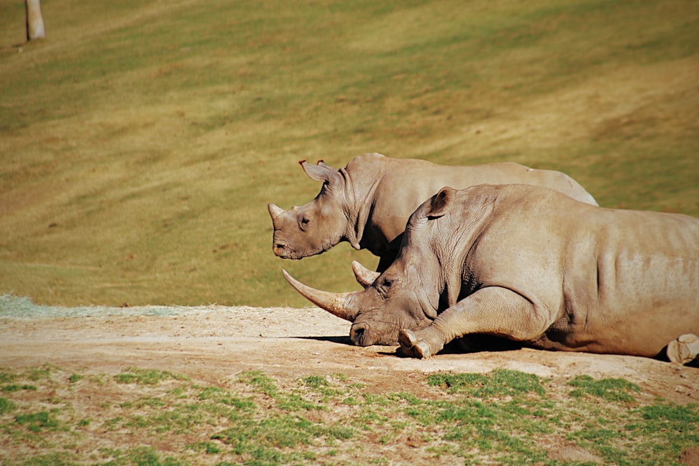 two gray rhinos lying on ground