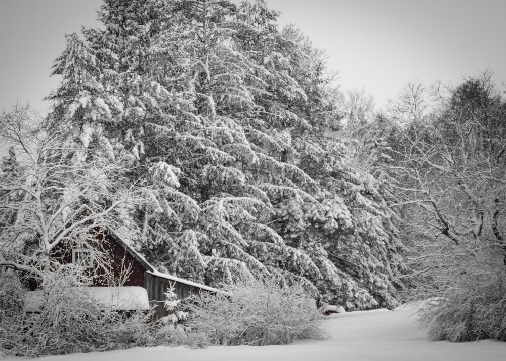 albero coperto di neve