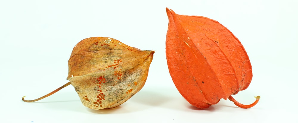 two brown and orange leaves