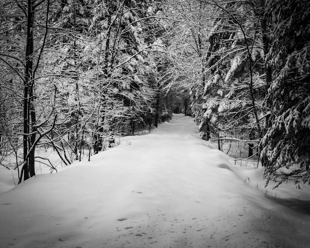 trees covered with snow